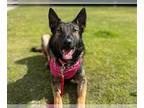 Dutch Shepherd Mix DOG FOR ADOPTION RGADN-1341134 - ELIZA - Dutch Shepherd /