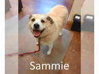 Labrador Retriever-Retriever Mix DOG FOR ADOPTION RGADN-1341138 - Sammie -