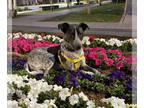 Canaan Dog DOG FOR ADOPTION RGADN-1341152 - Izzy - Canaan Dog (medium coat) Dog