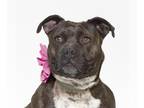 American Pit Bull Terrier Mix DOG FOR ADOPTION RGADN-1341153 - TITI - Pit Bull