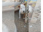 Australian Shepherd-Red Heeler Mix DOG FOR ADOPTION RGADN-1341156 - ZAZA (blind