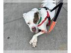 Bullboxer Pit DOG FOR ADOPTION RGADN-1341159 - DANNY - Boxer / Pit Bull Terrier