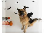 German Shepherd Dog DOG FOR ADOPTION RGADN-1341163 - Pippi - German Shepherd Dog