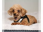 Poodle (Toy) DOG FOR ADOPTION RGADN-1341169 - Jockey - Poodle (Toy) (medium