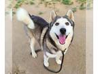 Siberian Husky DOG FOR ADOPTION RGADN-1341177 - *DUPREE - Siberian Husky (medium
