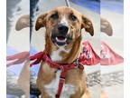 Black Mouth Cur-Mountain Cur Mix DOG FOR ADOPTION RGADN-1341183 - Dasha *LOCAL*