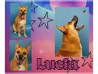 Shiba Inu Mix DOG FOR ADOPTION RGADN-1341185 - LUCIA - Shiba Inu / Mixed (medium