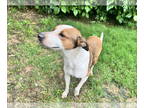 Sheprador DOG FOR ADOPTION RGADN-1341189 - Leia Ray - Australian Shepherd /