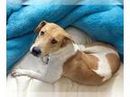 American Pit Bull Terrier DOG FOR ADOPTION RGADN-1341191 - LOVER BOY - Pit Bull