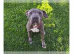American Pit Bull Terrier DOG FOR ADOPTION RGADN-1341195 - NIKKI - Pit Bull