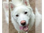 Samoyed-Siberian Husky Mix DOG FOR ADOPTION RGADN-1341198 - Snow - Siberian