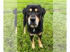 Labrottie DOG FOR ADOPTION RGADN-1341208 - ALFIE - Rottweiler / Labrador