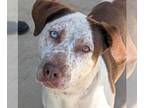 Catahoula Leopard Dog Mix DOG FOR ADOPTION RGADN-1341209 - Daphne - Catahoula