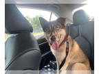 Siberian Husky DOG FOR ADOPTION RGADN-1341211 - Luna (formerly Hotdog) -