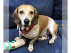 Basset Hound Mix DOG FOR ADOPTION RGADN-1341218 - MAYLA - Basset Hound / Hound /