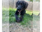 Labrador Retriever Mix DOG FOR ADOPTION RGADN-1341224 - Frankie - Labrador