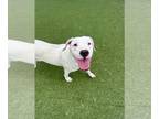 Boxer Mix DOG FOR ADOPTION RGADN-1341229 - ABBY - Boxer / Mixed (medium coat)