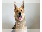 German Shepherd Dog Mix DOG FOR ADOPTION RGADN-1341232 - ASAR - German Shepherd