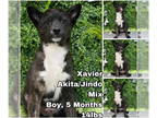Akita Mix DOG FOR ADOPTION RGADN-1341234 - Xavier from Korea - Akita / Jindo