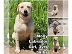 Labrador Retriever DOG FOR ADOPTION RGADN-1341235 - Molly from Korea - Labrador