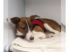 Rat Terrier Mix DOG FOR ADOPTION RGADN-1341238 - Peter - Shetland Sheepdog