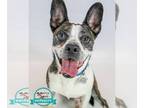 Border Collie-Boston Terrier Mix DOG FOR ADOPTION RGADN-1341240 - Cosmo - Boston