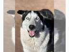 Alaskan Malamute-Huskies Mix DOG FOR ADOPTION RGADN-1341244 - Balto - Husky /