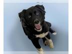Australian Shepherd DOG FOR ADOPTION RGADN-1341246 - ICEE - Australian Shepherd