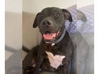 American Staffordshire Terrier DOG FOR ADOPTION RGADN-1341248 - Koko - American