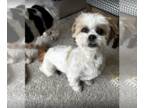 Shih Tzu DOG FOR ADOPTION RGADN-1341260 - Leigha - Shih Tzu Dog For Adoption