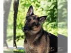 German Shepherd Dog Mix DOG FOR ADOPTION RGADN-1341265 - Maiden - German