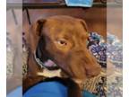 American Pit Bull Terrier DOG FOR ADOPTION RGADN-1341270 - Toby - Pit Bull