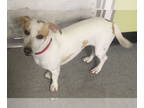 Beagle Mix DOG FOR ADOPTION RGADN-1341274 - Jinger - Beagle / Mixed Dog For