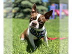 Boston Terrier DOG FOR ADOPTION RGADN-1341283 - Boston Cream Pie - Boston