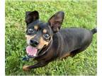 Miniature Pinscher DOG FOR ADOPTION RGADN-1341301 - Tommy - Miniature Pinscher