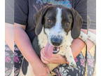 Pointer Mix DOG FOR ADOPTION RGADN-1341303 - Lou - Hound / Pointer / Mixed