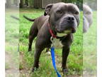 American Pit Bull Terrier Mix DOG FOR ADOPTION RGADN-1341304 - Shadow - American