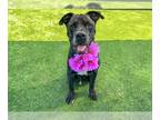 Boxer Mix DOG FOR ADOPTION RGADN-1341308 - FINLEY - Boxer / Mixed (medium coat)