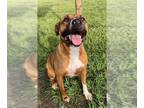 Boxer-Staffordshire Bull Terrier Mix DOG FOR ADOPTION RGADN-1341317 - MOLLY -