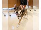 Siberian Husky Mix DOG FOR ADOPTION RGADN-1341328 - THEO - Siberian Husky /