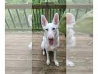 Mix DOG FOR ADOPTION RGADN-1341330 - Klove - White German Shepherd (long coat)