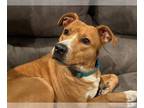 Coonhound-Labrador Retriever Mix DOG FOR ADOPTION RGADN-1341332 - CC - Coonhound