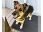 German Shepherd Dog DOG FOR ADOPTION RGADN-1341333 - Kiara - German Shepherd Dog