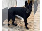 German Shepherd Dog DOG FOR ADOPTION RGADN-1341337 - Lore - German Shepherd Dog