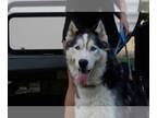 Mix DOG FOR ADOPTION RGADN-1341339 - Jax - Husky Dog For Adoption