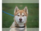 Mix DOG FOR ADOPTION RGADN-1341340 - Azure - Husky Dog For Adoption