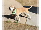 Puggle DOG FOR ADOPTION RGADN-1341341 - Eve - Beagle / Pug / Mixed (short coat)