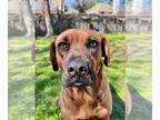 Rhodesian Ridgeback DOG FOR ADOPTION RGADN-1341344 - Brandy - Rhodesian