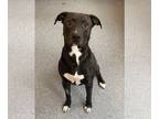 American Pit Bull Terrier DOG FOR ADOPTION RGADN-1341348 - Diojy - Pit Bull