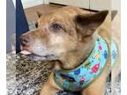 German Shepherd Dog-Shiba Inu Mix DOG FOR ADOPTION RGADN-1341355 - Leroy - Shiba
